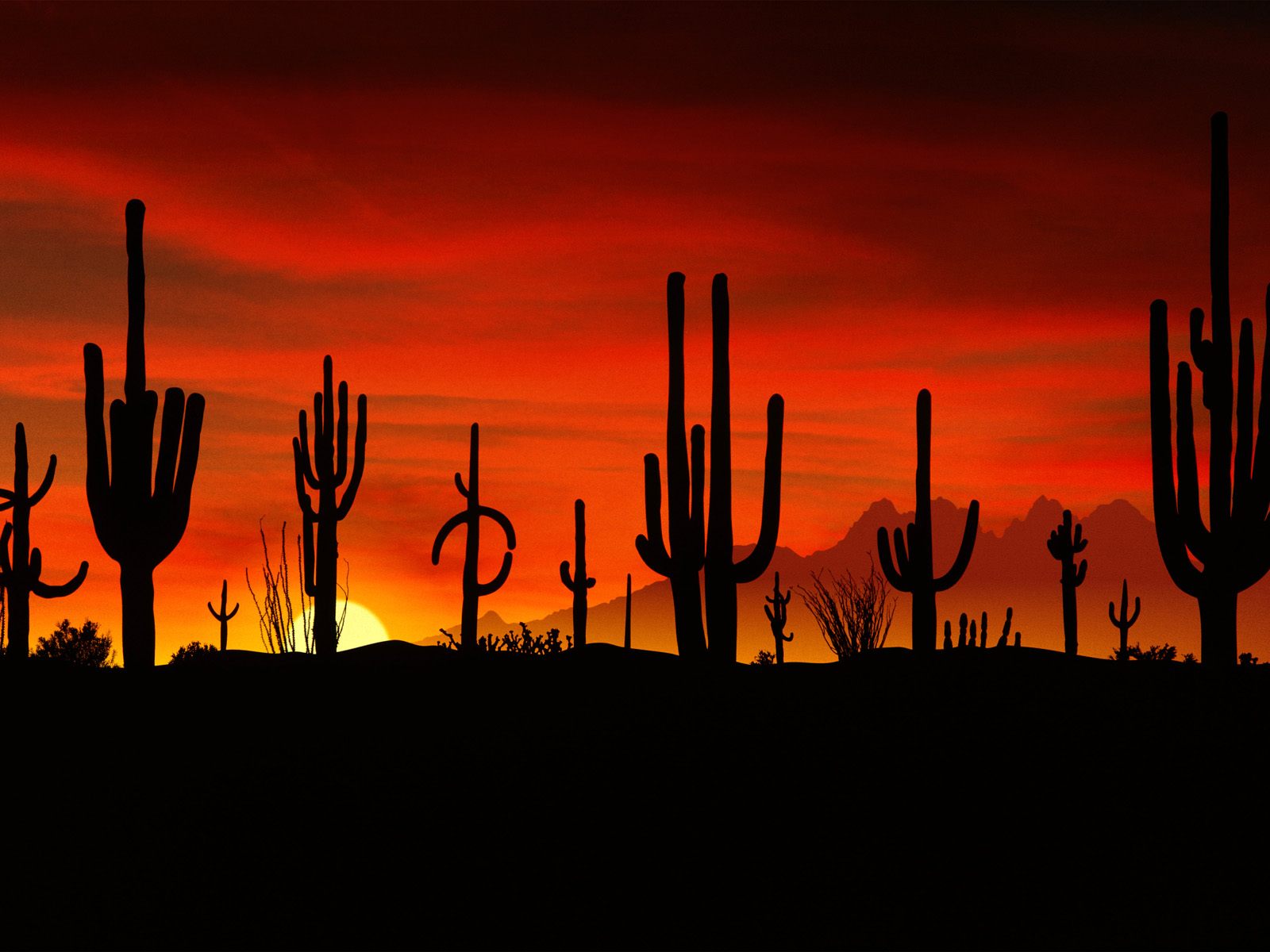 пустыня растения сонце закат без смс